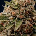 Lamb's Breath x AK-49 (Vision Seeds)