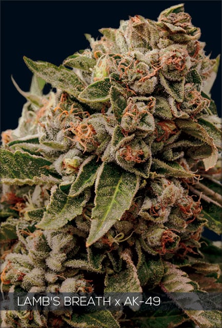 H640_WEB_LAMBS_BREATH_X_AK49 Lamb's Breath x AK-49 (Vision Seeds) - Afbeelding 1