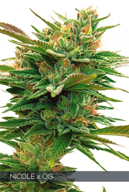 H640_WEB_NICOLE_X_OG Nicole x OG (Vision Seeds) - Afbeelding 1