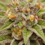 Pure Gelato (Vision Seeds)