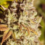 Vision Gorilla (Vision Seeds)