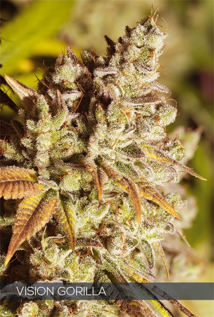H640_WEB_VISION_GORILLA Vision Gorilla (Vision Seeds) - Afbeelding 1