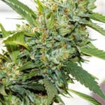 Vision Kosher (Vision Seeds)