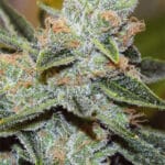 Wedding Cake x Triple OG (Vision Seeds)