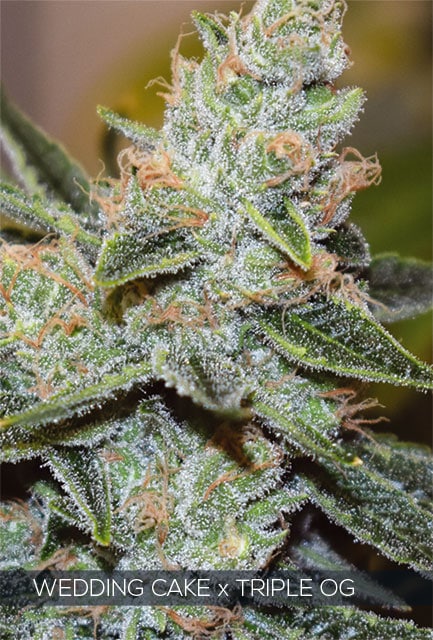 H640_WEB_WEDDING_CAKE_3xOG Wedding Cake x Triple OG (Vision Seeds) - Image 1