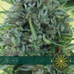 AK-49 (Vision Seeds)
