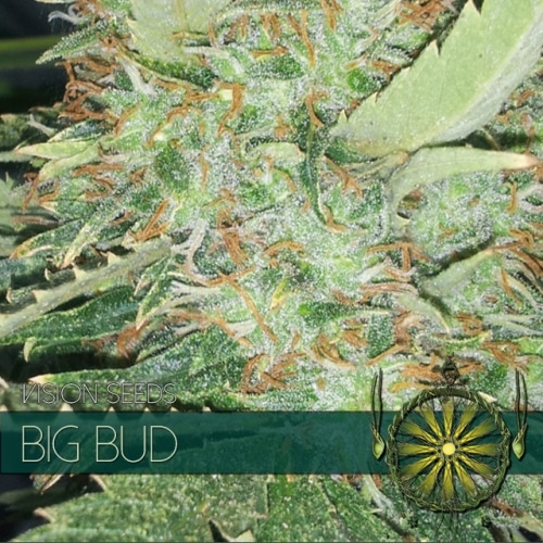 vision-seeds-big-bud-500x500 Big Bud (Vision Seeds) - Afbeelding 1