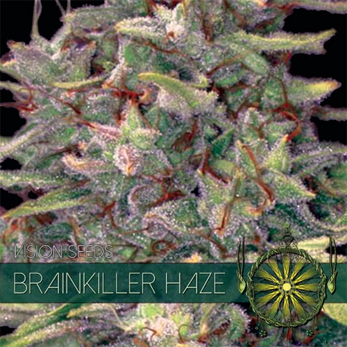 vision-seeds-brainkiller500x500 Brainkiller Haze (Vision Seeds) - Afbeelding 1