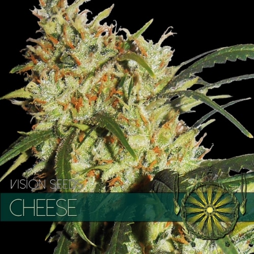 vision-seeds-cheese-500x500 Cheese (Vision Seeds) - Afbeelding 1