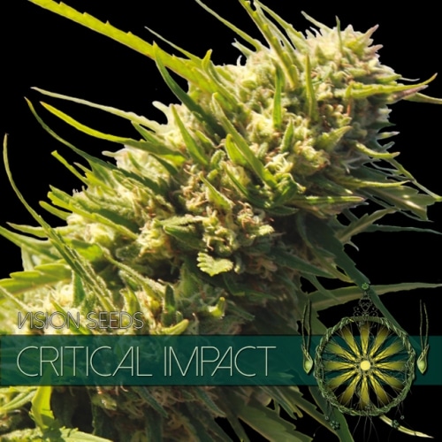 vision-seeds-critical-impact-500x500 Critical Impact (Vision Seeds) - Afbeelding 1