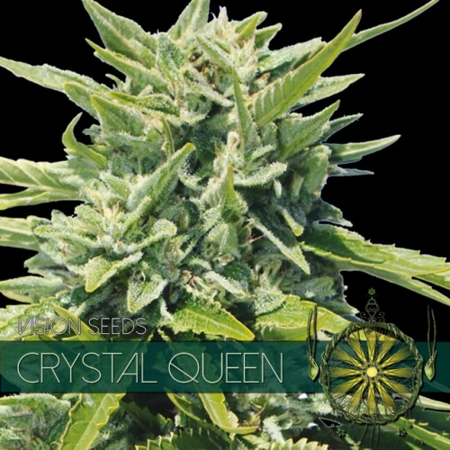 vision-seeds-crystal-queen-500x500 Crystal Queen (Vision Seeds) - Afbeelding 1