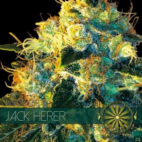 vision-seeds-jack-herer-500x500 Jack Herer (Vision Seeds) - Image 1