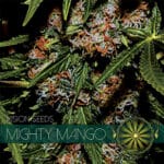 Mighty Mango Bud (Vision Seeds)