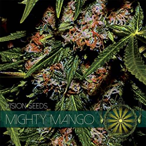 vision-seeds-mighty-mango500x500 Mighty Mango Bud (Vision Seeds) - Afbeelding 1