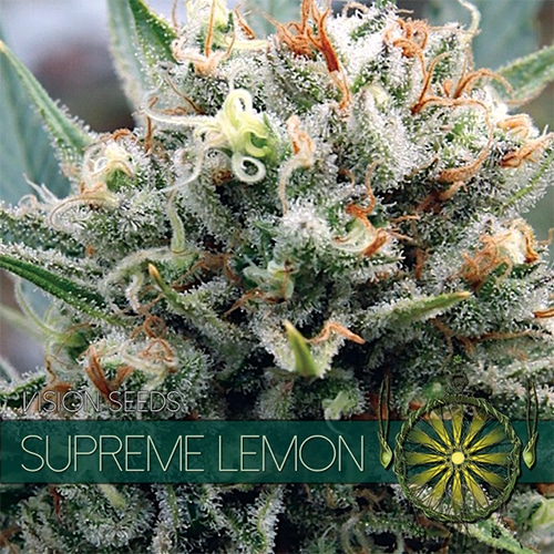 vision-seeds-supreme-lemon500x500 Supreme Lemon (Vision Seeds) - Afbeelding 1