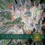 Tom Kush OG (Vision Seeds)