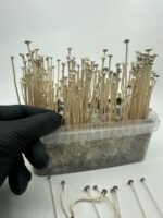 Copelandia Madagascar Grow Kit (Panaeolus cyanescens) - Image 2