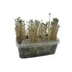 Copelandia Madagascar Grow Kit (Panaeolus cyanescens)