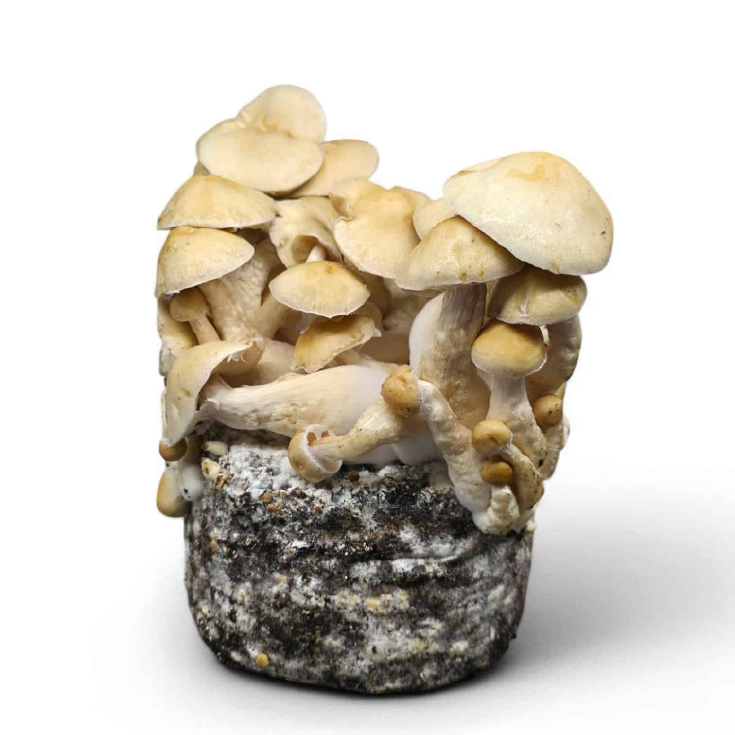 Cascadian-Teacher-Photoroom1 Cascadian Teacher Mushroom Grow Kit - Image 1