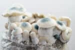 Royale Flush Iceberg Growkit - 1200cc - Afbeelding 2