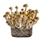 Golden Teacher XL Paddo Kweekzak