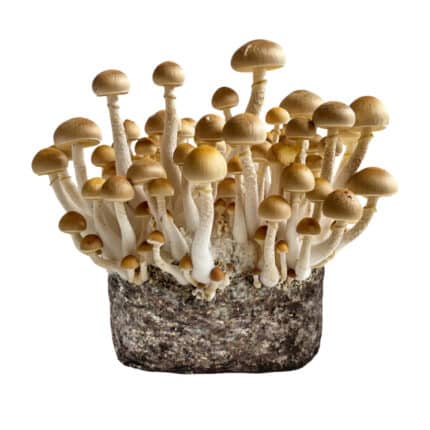 Golden Teacher XL Paddo Kweekzak