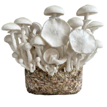 Leucistic JMF (Jedi Mind Fuck) XL Paddo Kweekzak
