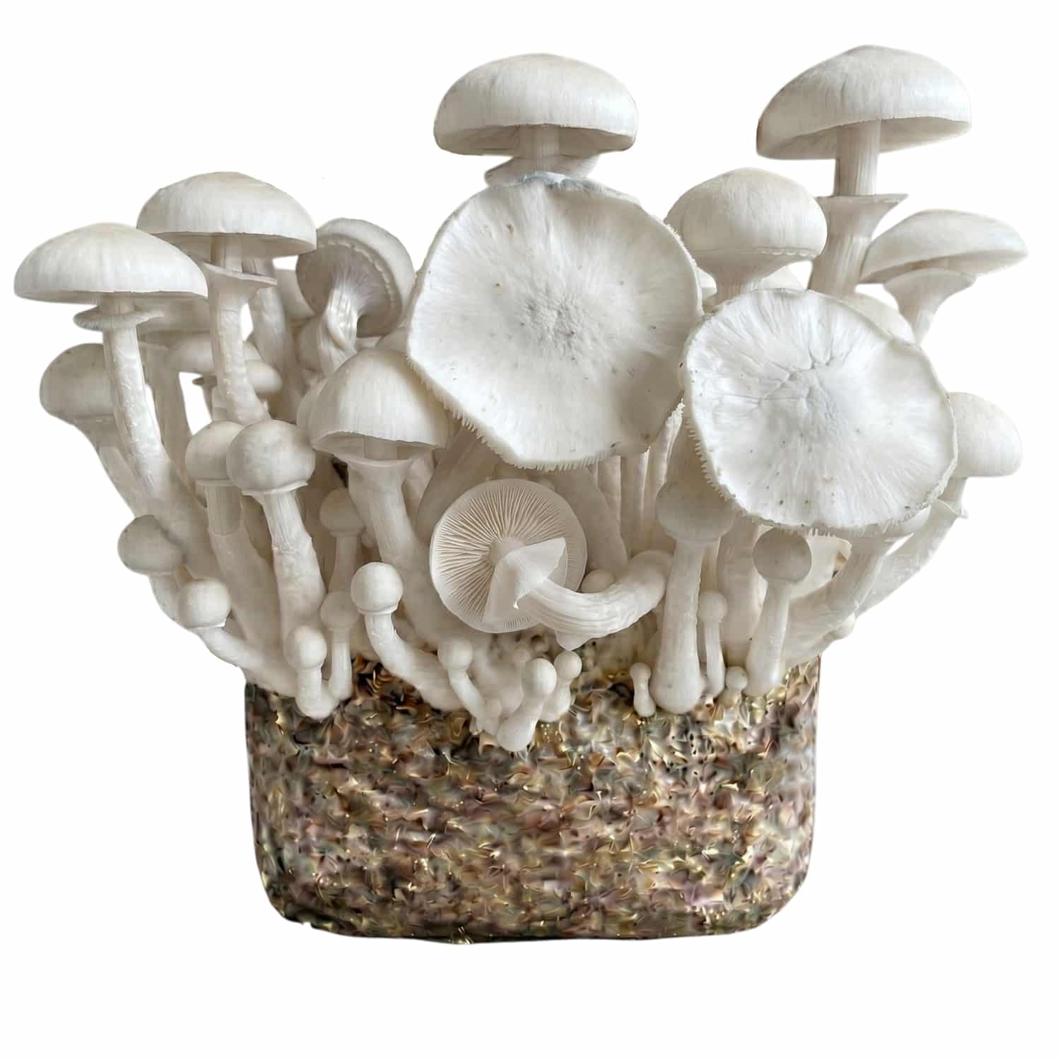 Leucistic JMF (Jedi Mind Fuck) XL Paddo Kweekzak